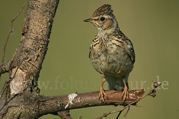 Heidelerche (Lullula arborea)