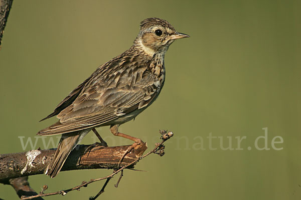 Heidelerche (Lullula arborea)