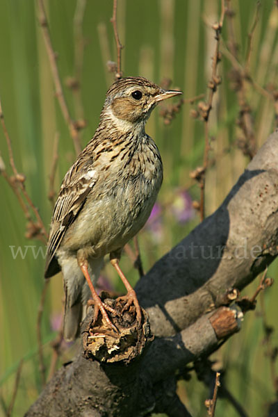 Heidelerche (Lullula arborea)