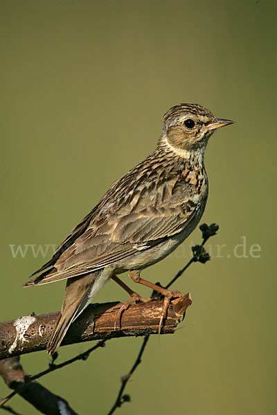 Heidelerche (Lullula arborea)