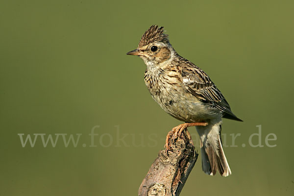 Heidelerche (Lullula arborea)