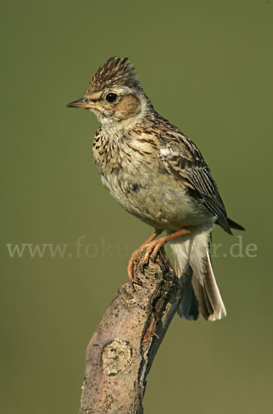 Heidelerche (Lullula arborea)