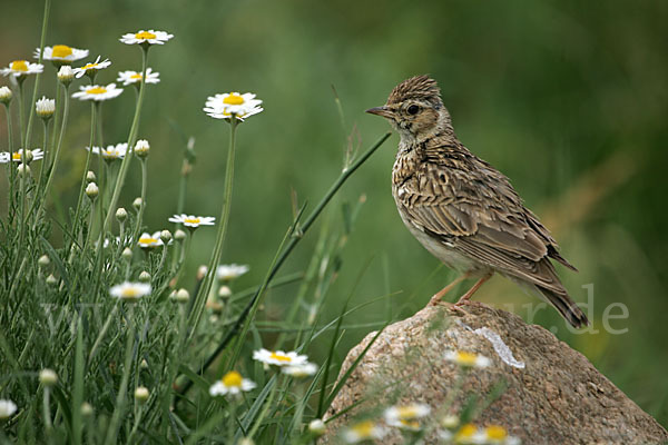 Heidelerche (Lullula arborea)