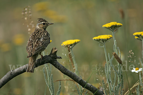 Heidelerche (Lullula arborea)