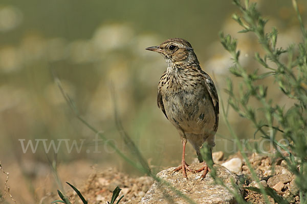 Heidelerche (Lullula arborea)