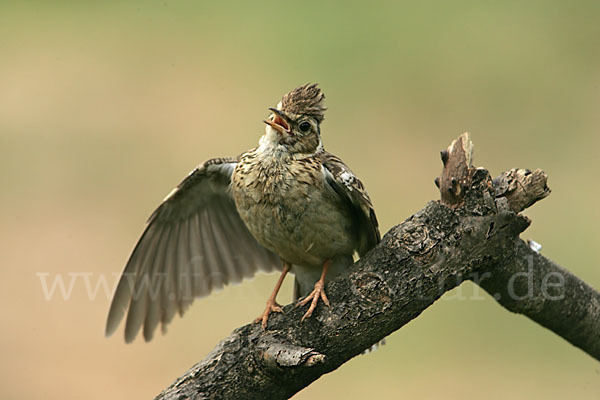 Heidelerche (Lullula arborea)