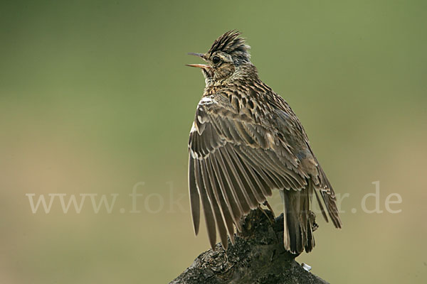 Heidelerche (Lullula arborea)