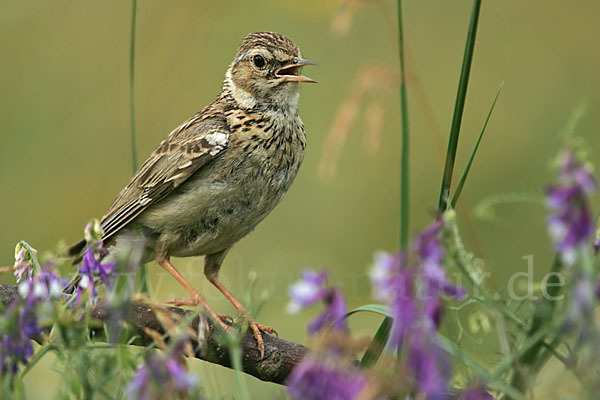 Heidelerche (Lullula arborea)