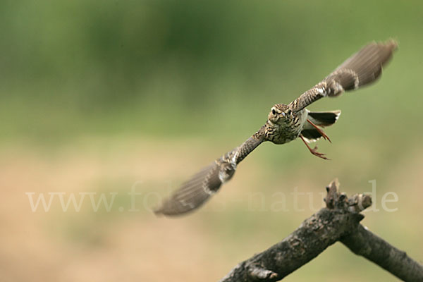 Heidelerche (Lullula arborea)