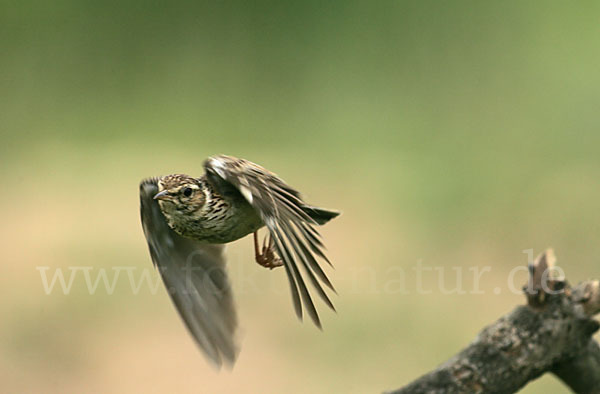 Heidelerche (Lullula arborea)