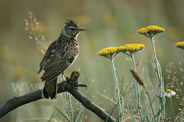 Heidelerche (Lullula arborea)