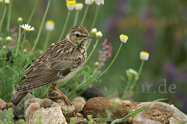 Heidelerche (Lullula arborea)