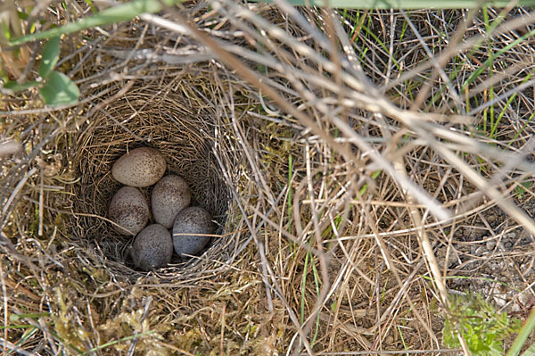 Heidelerche (Lullula arborea)