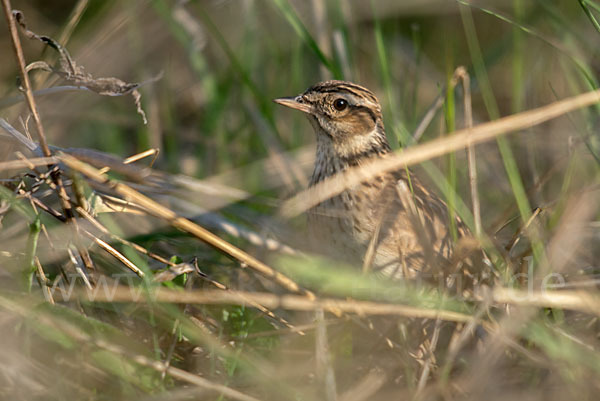 Heidelerche (Lullula arborea)