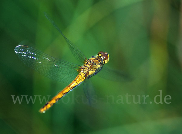 Heidelibelle (Sympetrum spec.)