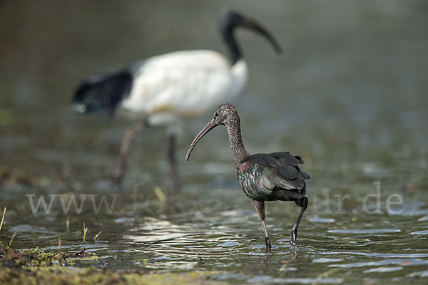 Heiliger Ibis (Threskiornis aethiopicus)