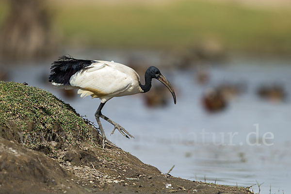 Heiliger Ibis (Threskiornis aethiopicus)