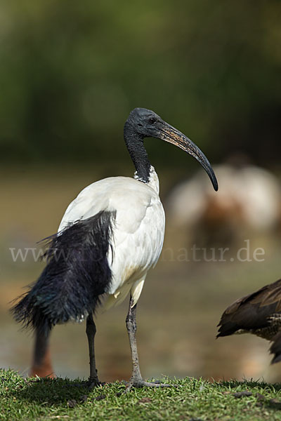 Heiliger Ibis (Threskiornis aethiopicus)