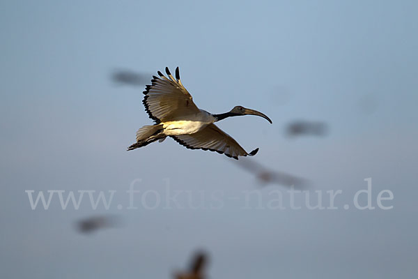 Heiliger Ibis (Threskiornis aethiopicus)