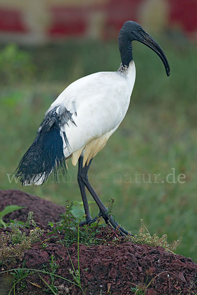 Heiliger Ibis (Threskiornis aethiopicus)