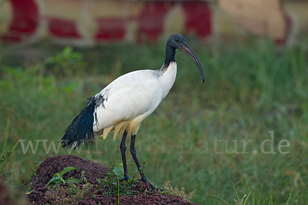 Heiliger Ibis (Threskiornis aethiopicus)