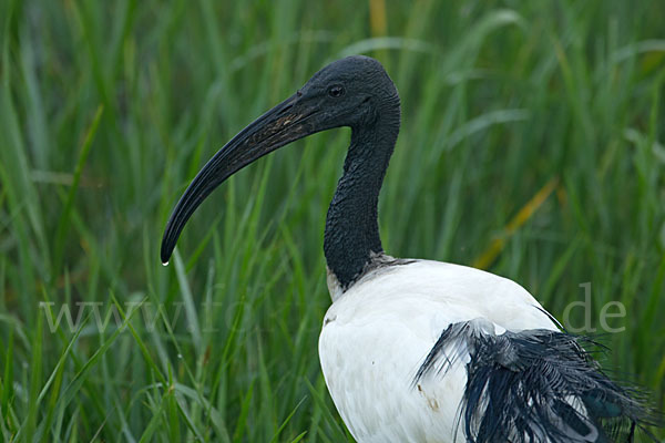 Heiliger Ibis (Threskiornis aethiopicus)