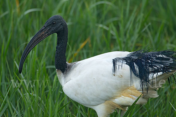 Heiliger Ibis (Threskiornis aethiopicus)