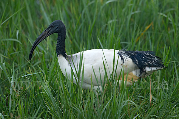 Heiliger Ibis (Threskiornis aethiopicus)