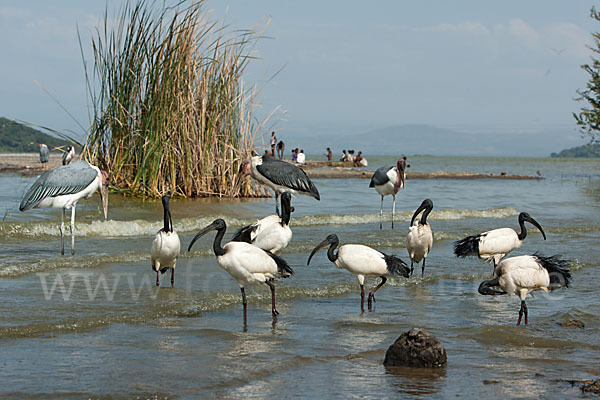 Heiliger Ibis (Threskiornis aethiopicus)