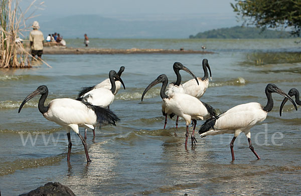 Heiliger Ibis (Threskiornis aethiopicus)