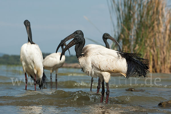 Heiliger Ibis (Threskiornis aethiopicus)