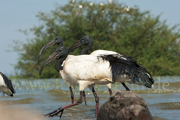 Heiliger Ibis (Threskiornis aethiopicus)