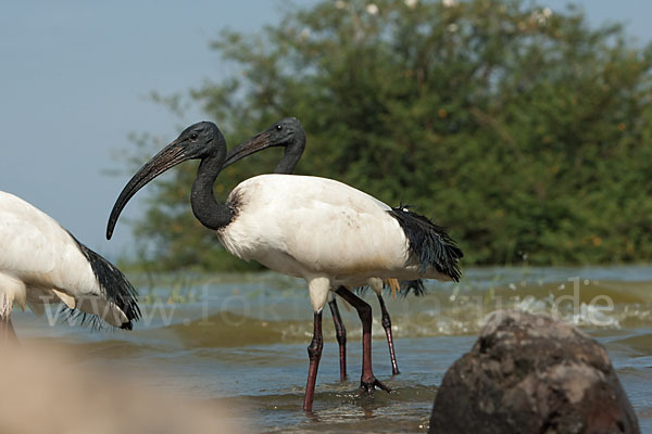 Heiliger Ibis (Threskiornis aethiopicus)