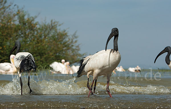 Heiliger Ibis (Threskiornis aethiopicus)