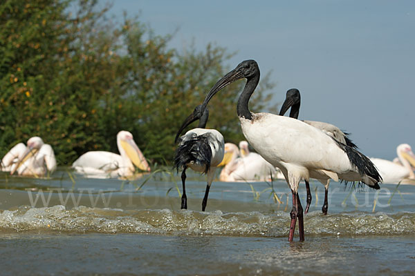 Heiliger Ibis (Threskiornis aethiopicus)