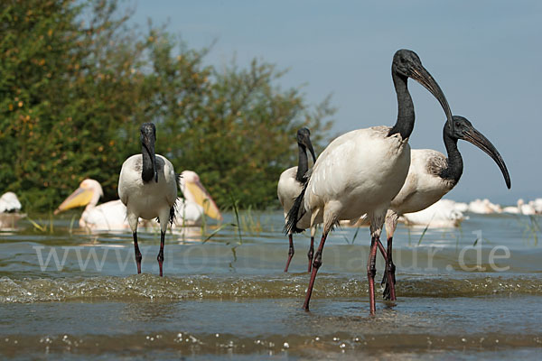 Heiliger Ibis (Threskiornis aethiopicus)