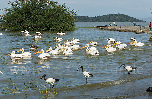 Heiliger Ibis (Threskiornis aethiopicus)