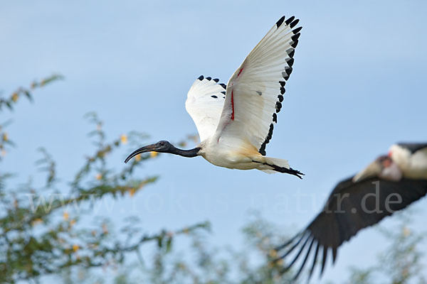 Heiliger Ibis (Threskiornis aethiopicus)