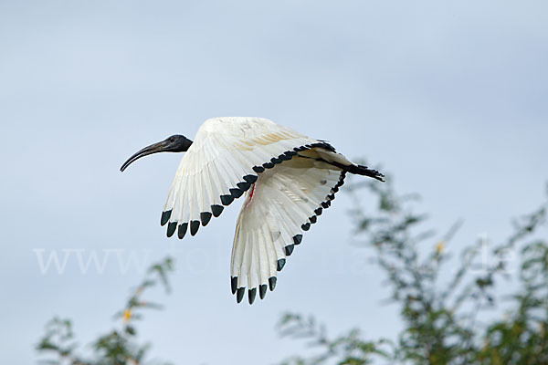 Heiliger Ibis (Threskiornis aethiopicus)