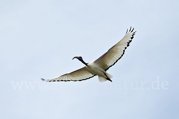 Heiliger Ibis (Threskiornis aethiopicus)