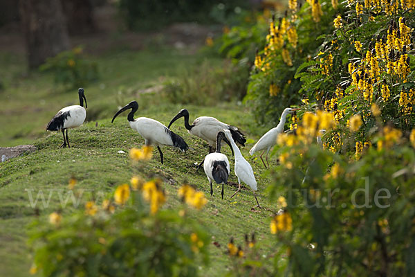 Heiliger Ibis (Threskiornis aethiopicus)