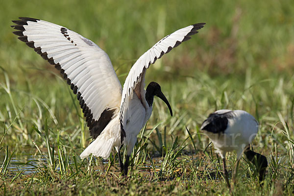 Heiliger Ibis (Threskiornis aethiopicus)