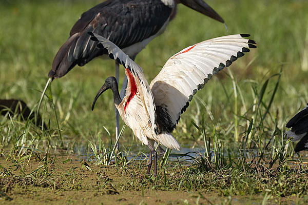 Heiliger Ibis (Threskiornis aethiopicus)