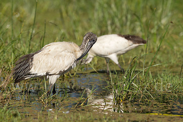 Heiliger Ibis (Threskiornis aethiopicus)