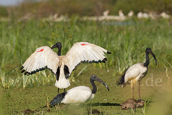 Heiliger Ibis (Threskiornis aethiopicus)