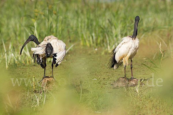 Heiliger Ibis (Threskiornis aethiopicus)