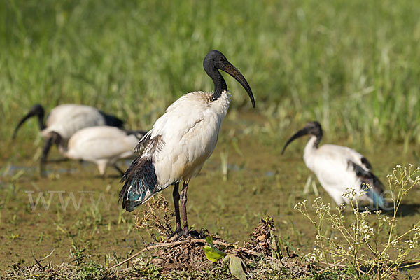 Heiliger Ibis (Threskiornis aethiopicus)