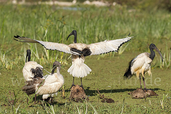 Heiliger Ibis (Threskiornis aethiopicus)