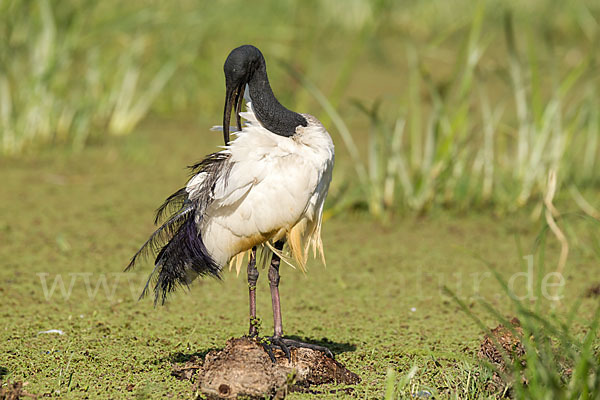 Heiliger Ibis (Threskiornis aethiopicus)