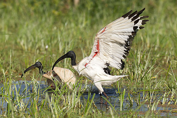 Heiliger Ibis (Threskiornis aethiopicus)